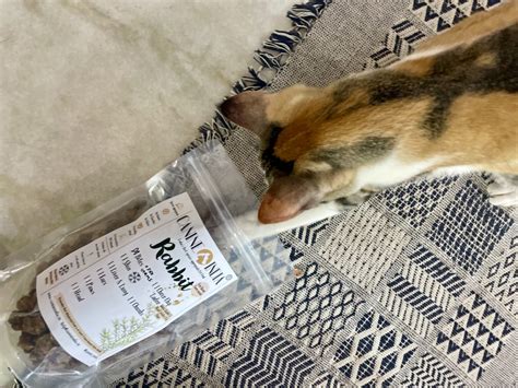 Cat approved – Canine India