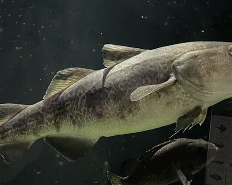 Image result for Small Cod Fish