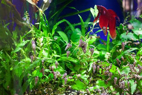 Bloodworms For Betta Fish: The Best Aquarium Snack - Betta Source