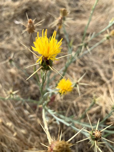 Flowering of the Yellow Star Thistle - Beeopic Beekeeping