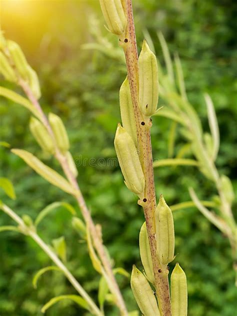 Image result for SE Samo Tree