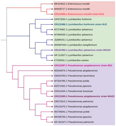 Isolation and Identification of Multi-Traits PGPR for Sustainable Crop ...