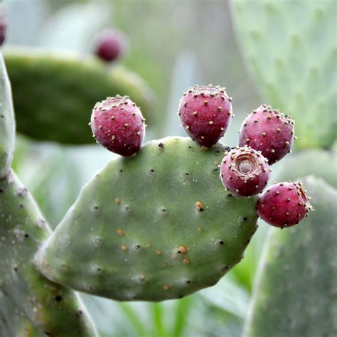 The Difference Between Cacti and Succulents (+ Care Guide!) - The Girl ...