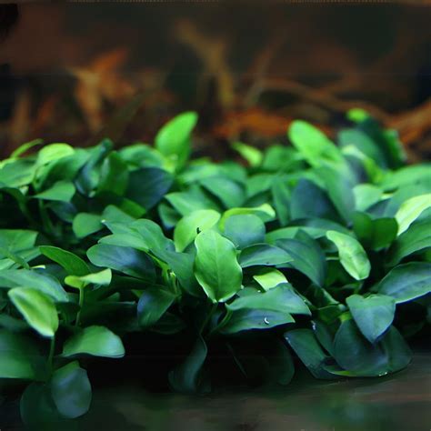 ADA MK055 Anubias Barteri Var Nana petite | Cup Live Plant ...
