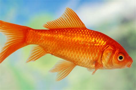 Goldfish Male And Female Identification at Katherine Roosa blog