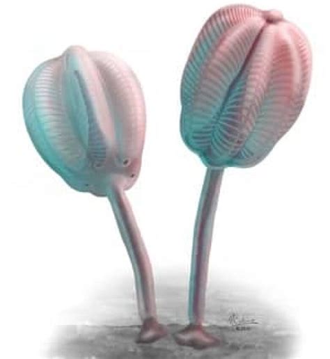 Image result for Ancient Shell Sea Creature