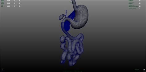 Image result for Digestive System 3D Model Tutorial