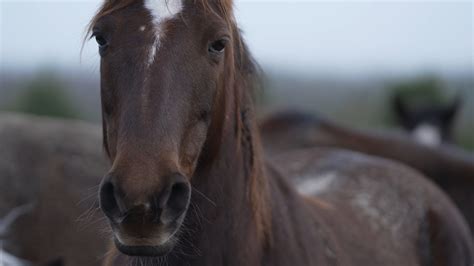RTÉ Investigates the Irish and European Horse Industries in a Major New Investigation to air ...