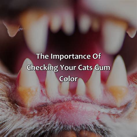 What Color Should My Cats Gums Be - colorscombo.com