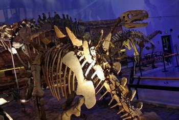 深圳18个特色博物馆，恐龙遗骸、古文化、蜡像馆都有_大粤网_腾讯网
