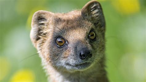 Wallpaper mongoose, animal, brown, wildlife hd, picture, image
