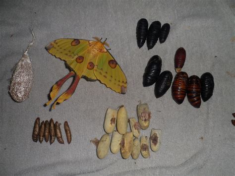 Cocoons and pupae | Welcome, visitor!