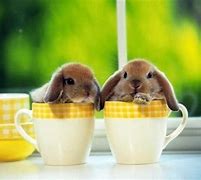 Image result for Plastic Cup Bunny