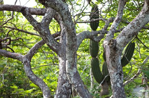 Palo Santo Tree: The Sacred Wood of Healing, Spirituality, and Aromati ...
