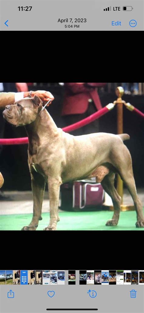 Cane Corso Cost 的图像结果