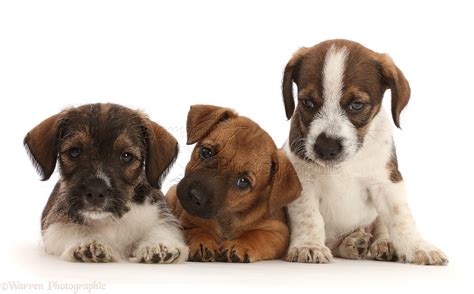 Dogs: Three Jack Russell x Border Terrier puppies photo WP46365