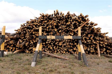 英国：非法砍伐树木将被处以监禁和无上限罚款-木业网