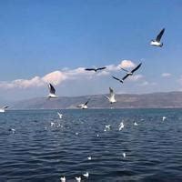 Image result for Sorting Algorithm Visualisation