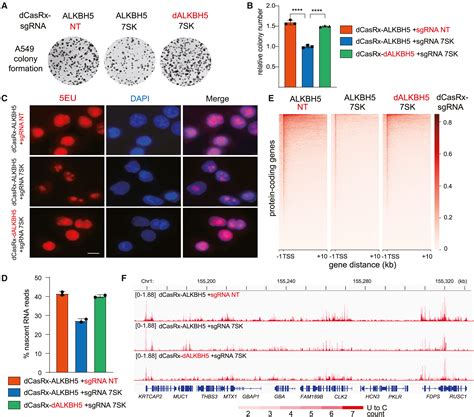 N6-methyladenosine in 7SK small nuclear RNA underlies RNA polymerase II ...