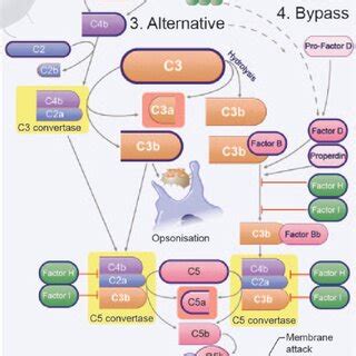 Image result for Complement Cascade