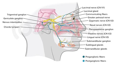 Zygomatic Nerve