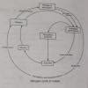 Describe in brief about Carbon, Nitrogen Cycle? - Brainly.in
