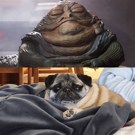 Jabba The Hutt Pet