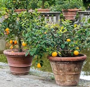 Batabi Lebu Live Plant, Pack of 1 : Amazon.in: Garden & Outdoors