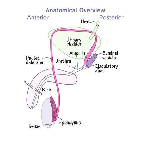 Male Anatomy Vas Deferens Ductus Deferens (Vas Deferens) And
