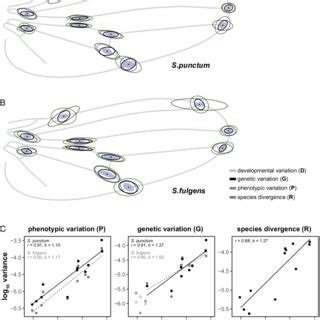Image result for What iOS a Developmental Variation