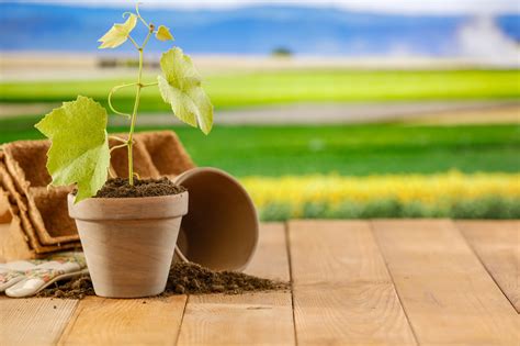 Growing Concord Seedless Grape Vines in Pots: Classic Flavor in a ...