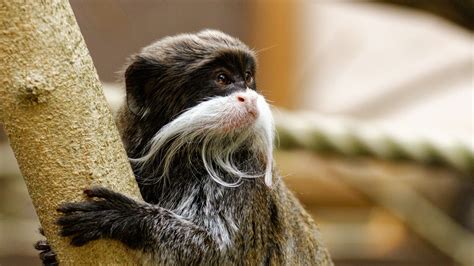Emperor tamarin