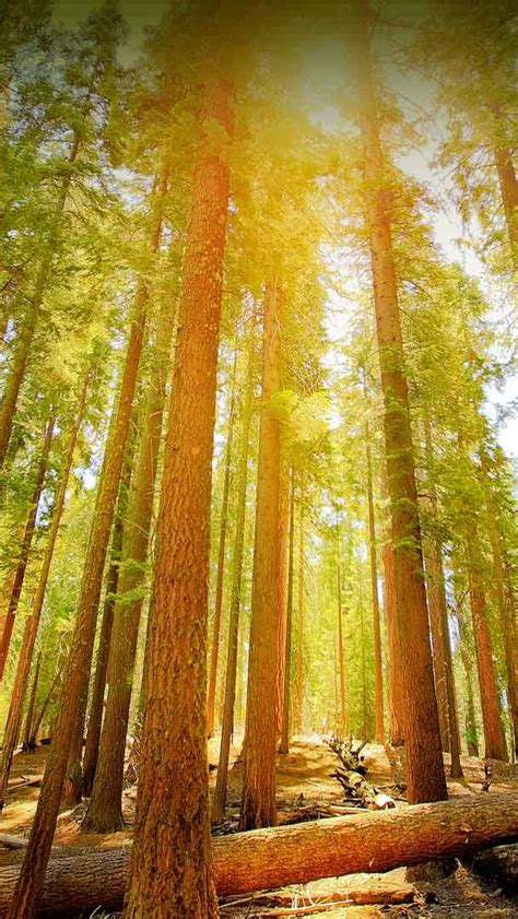 Bing Wallpaper Forest 的图像结果