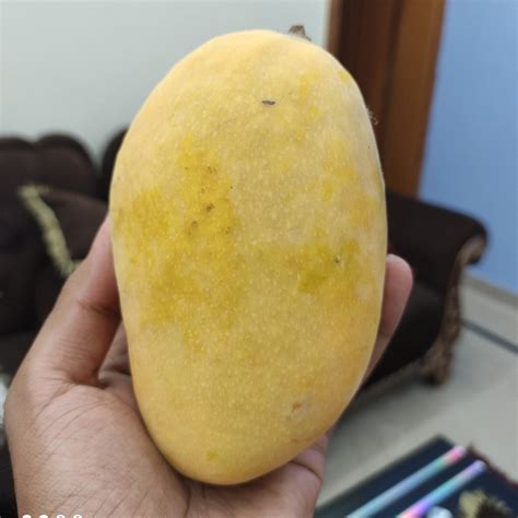 Chaunsa Mango Fruit Plant (Mangifera 'Chaunsa') – veliyathgardens