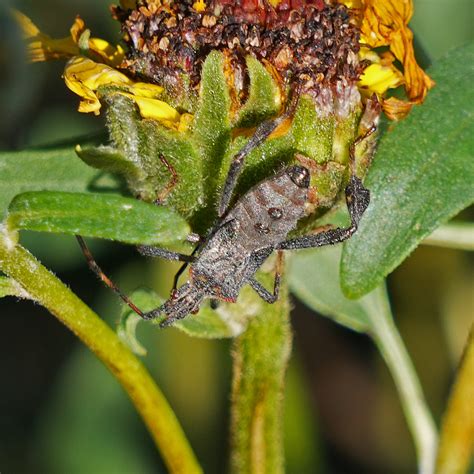 Leptoglossus zonatus from Featherly Regional Park, CA, USA on November ...