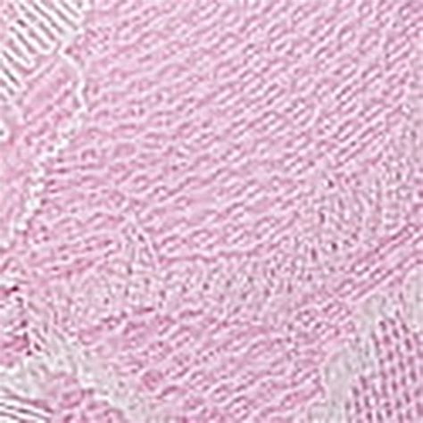 Buy Lightly Padded Bra for Women at Best Price | Victoria's Secret India