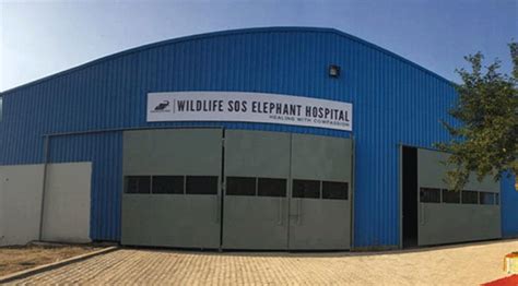 India's first ever Elephant Hospital opens in Mathura - indias first ...