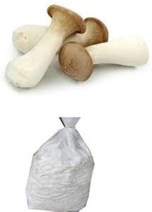 BM MUSHROOM King Oyster Mushroom spawn Pleurotus eryngii Seed Price in ...