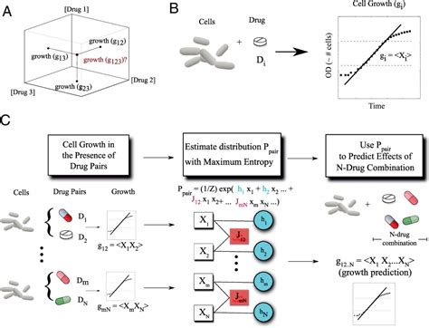 Image result for Folate Function