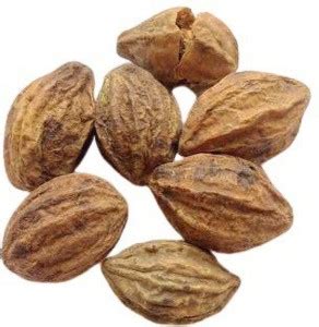 Zobotix HARAD / HARITIKI / TERMINAIA CHEBULA / CHEBULIC MYROBALAN ...