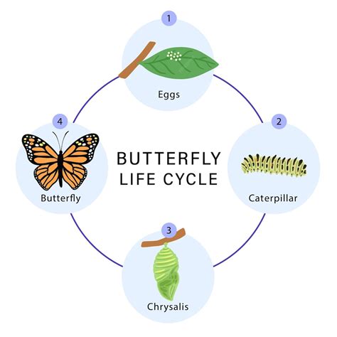 Premium Vector | Butterfly life cycle poster metamorphosis of butterfly ...