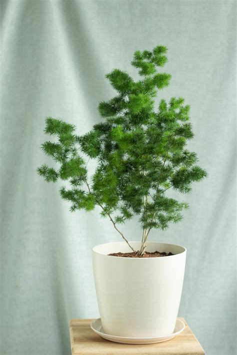 Image result for Using Ming Fern to Replicate Tree Trees