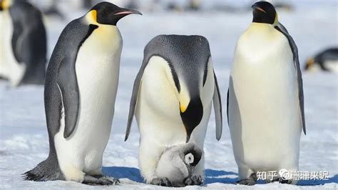 企鹅为什么不怕冷?企鹅的十大特点和生活特征_探秘志