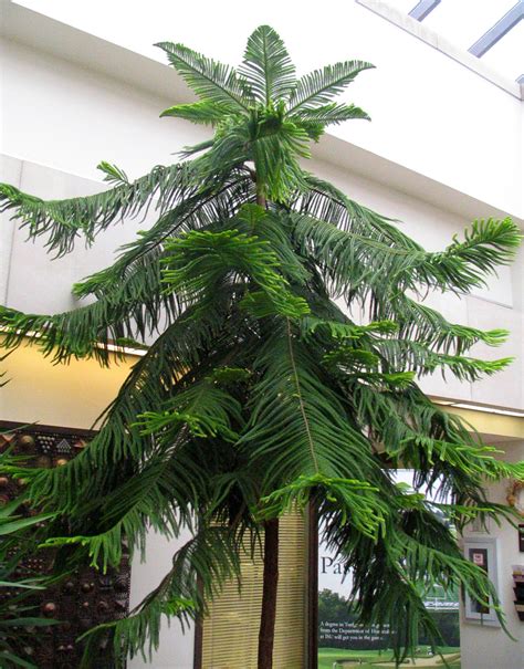 Indoor Plant That Looks Like Pine Tree at Toni Esser blog