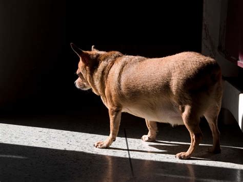 Chihuahua Pregnancy: Gestation Period, Weekly Milestones, and Care ...