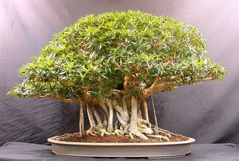 Get Much Information: Bonsai Trees & Plants