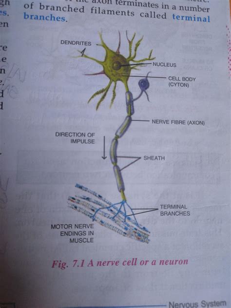 Draw a neat diagram of neuron and label the following parts A)dendron b ...