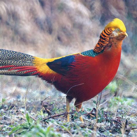 Yellow Golden Pheasant