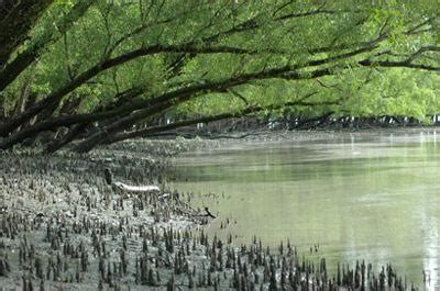 Natural hazard regulation: Sundarbans National Park (India) and The ...