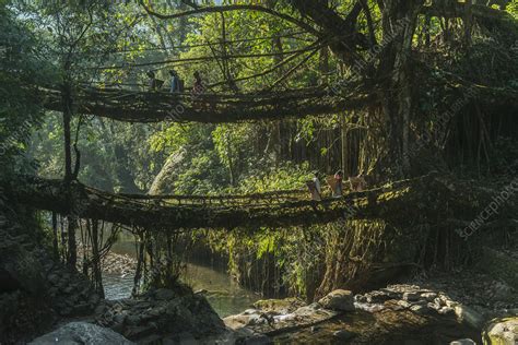 Image result for Tree Root Bridge